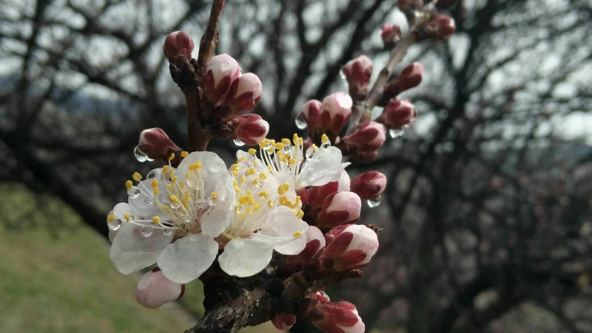 沾衣欲湿杏花雨的下一句