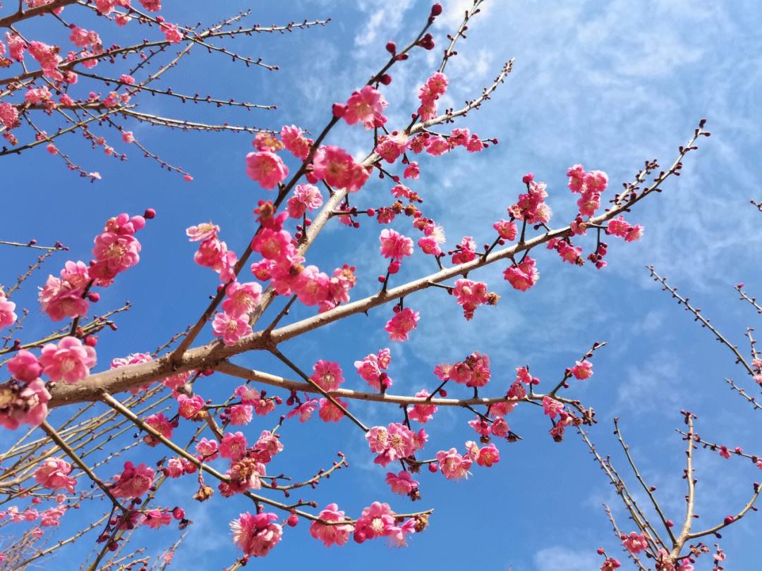 花落花开自有时