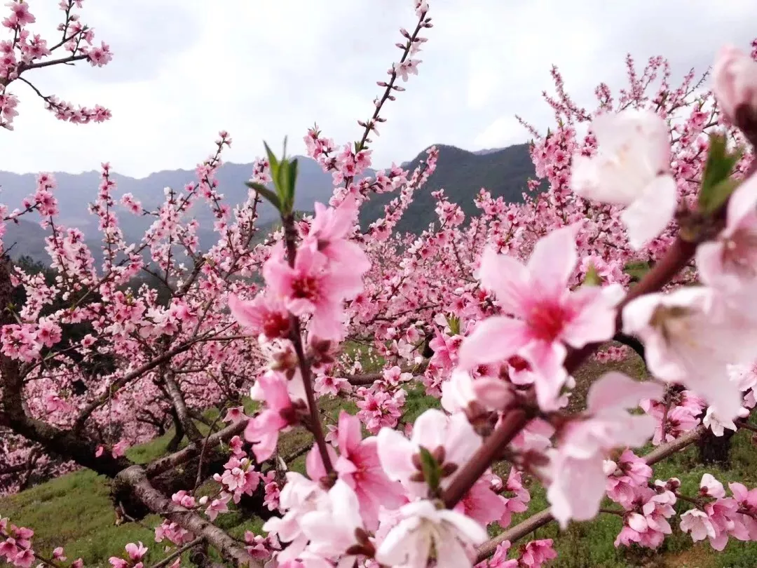 人间四月芳菲尽 山寺桃花始盛开